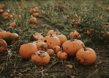 Close-up of pumpkins on field