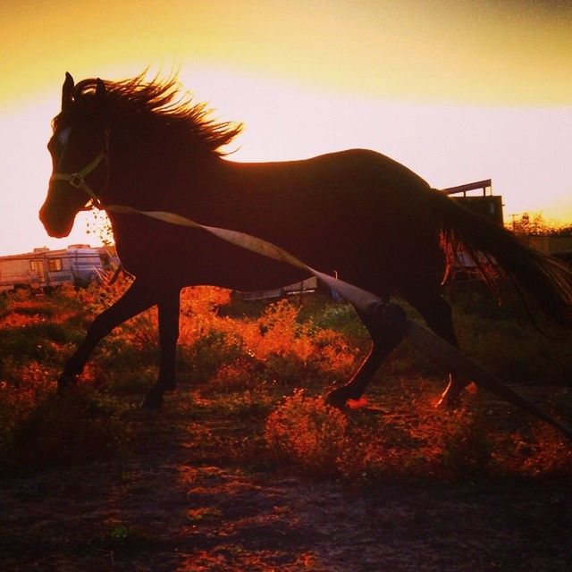 sunset, sky, animal themes, orange color, field, landscape, one animal, domestic animals, horse, nature, mammal, tranquility, beauty in nature, tranquil scene, outdoors, sunlight, livestock, silhouette, no people, grass