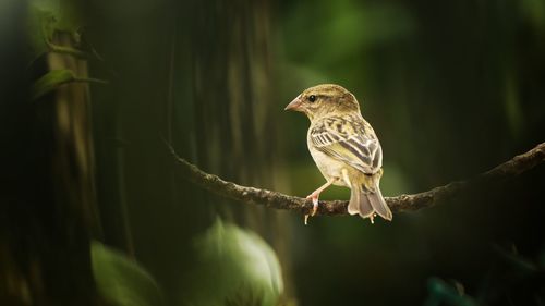 Close-up of bird perching on branch