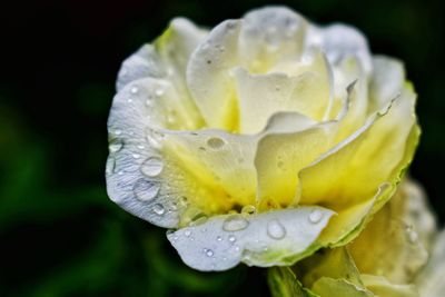 Close-up of wet flower