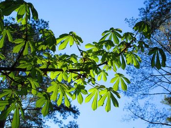 Low angle view of trees