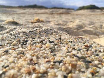 Surface level of pebble beach