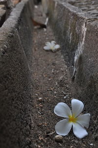 Close-up of white frangipani on rock