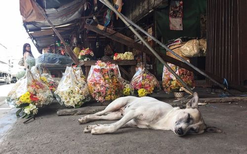 Dog on flowers