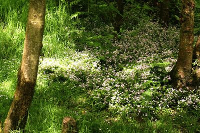 View of trees in forest