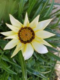 Close-up of white flower