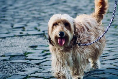 Portrait of dog in lake