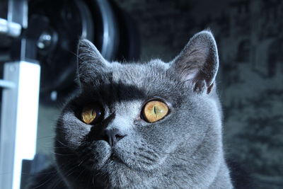 Close-up portrait of a cat