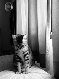 Portrait of cat sitting on the bed at home