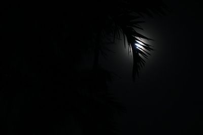 Low angle view of trees at night