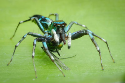 Cosmophasis sp eating long legged fly