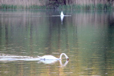 Swan swimming in lake