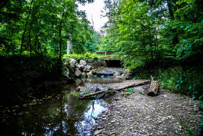 Stream amidst trees in forest against sky