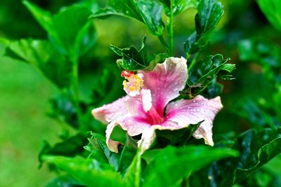 Close-up of pink flowers