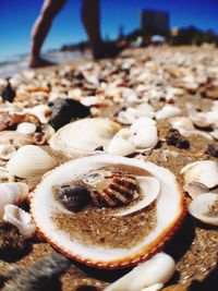 Close-up of seashells on pebbles