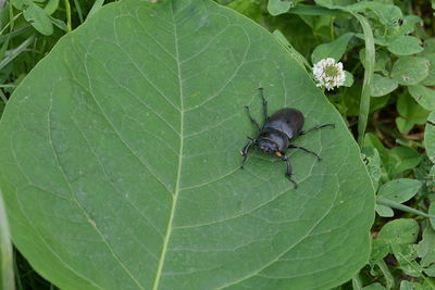 High angle view of insect on leaves