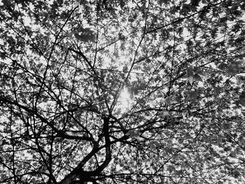 Low angle view of sunlight streaming through tree in forest