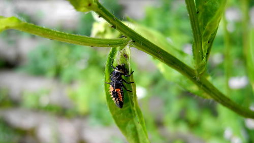 Close-up of insect on plant