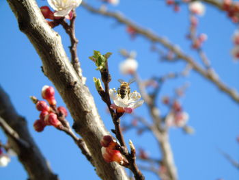 Low angle view of flowers on tree branch