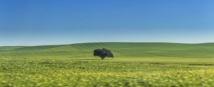 Scenic view of agricultural field against clear blue sky