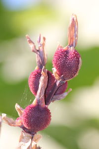 Close-up of pink flower