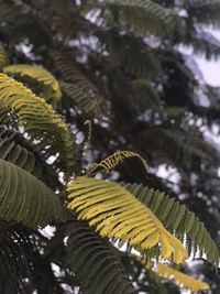 Close-up of fresh green leaves on tree