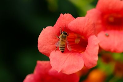 Close-up of bee on flower