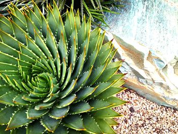 Close-up of plants