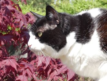 Close-up of cat looking away