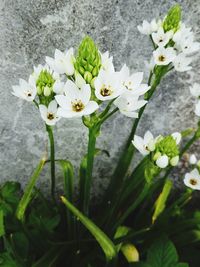 Close-up of white flowers blooming outdoors