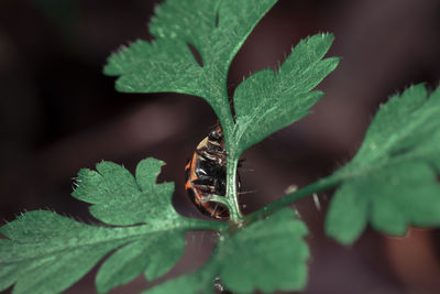 Close-up of insect on leaves