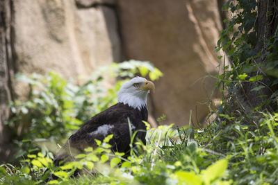 Majestic bald eagle