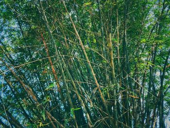 Low angle view of bamboo trees in forest