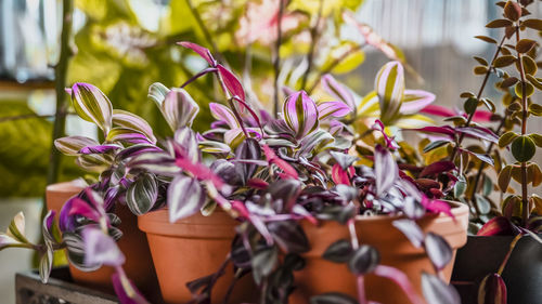 Close-up of pink flowering plants in basket