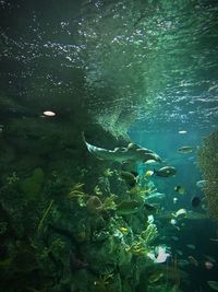 Fish swimming in aquarium