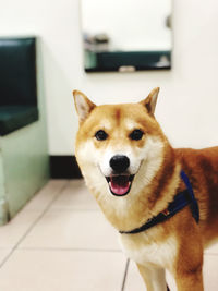Close-up portrait of a dog