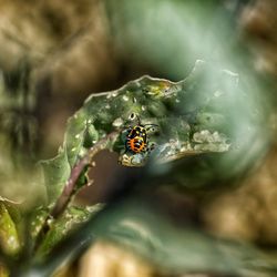 Close-up of ladybug on leaf