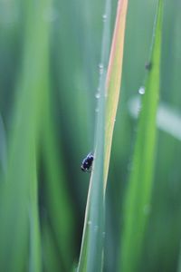 Close-up of insect on plant