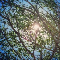 Low angle view of trees against sky