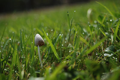 Close-up of snail on grass