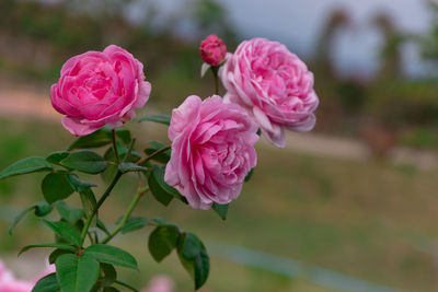 Close-up of pink rose