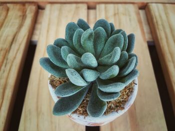 High angle view of succulent plant on table