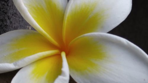 Close-up of white tulip