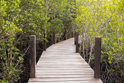 Wooden footbridge along trees