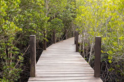 Wooden footbridge along trees