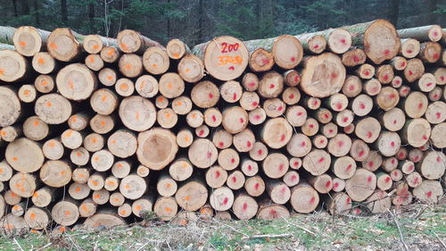 Stack of logs in forest