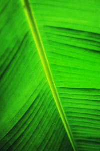 Full frame shot of palm leaf