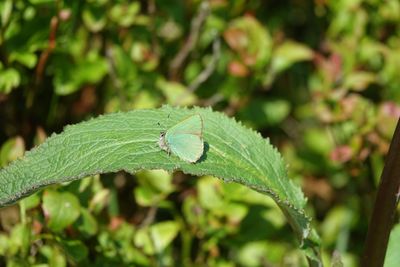 Close-up of insect on leaf
