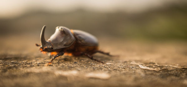 Close-up of insect on land