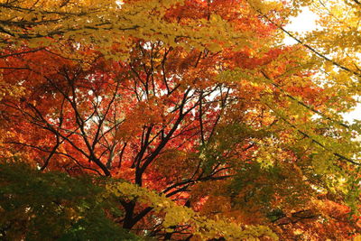 Low angle view of trees during autumn